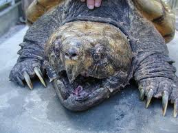 Huge alligator snapping turtle