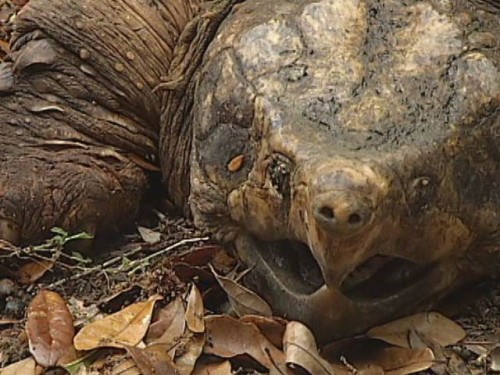 huge alligator snapping turtle