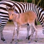 Rare and Beautiful Zonkey Has Arrived!  What is a Zonkey, You Ask?