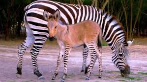 Rare and Beautiful Zonkey, Khumba