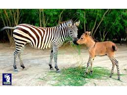 Rare and beautiful zonkey, Khumba, and Rayas