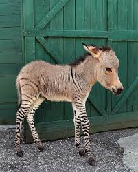 Rare and Beautiful Zonkey, Ippo