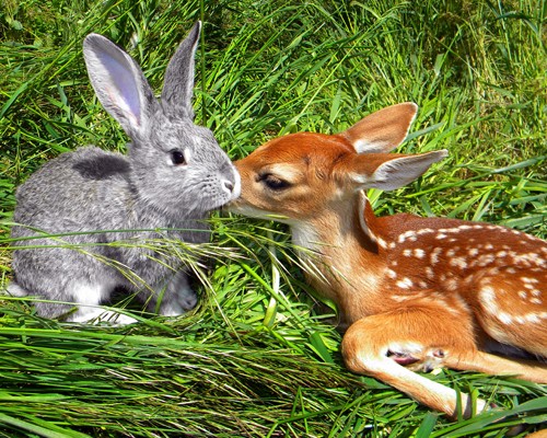Unlikely Animal Friendships, Rabbit and Fawn