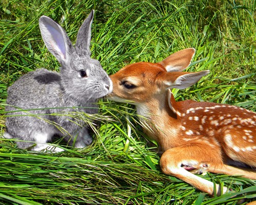 4 Unusual Animal Friendships, Why Can't We All Just Get Along? 4 Unusual Animal Friendships, Why Can't We All Just Get Along?