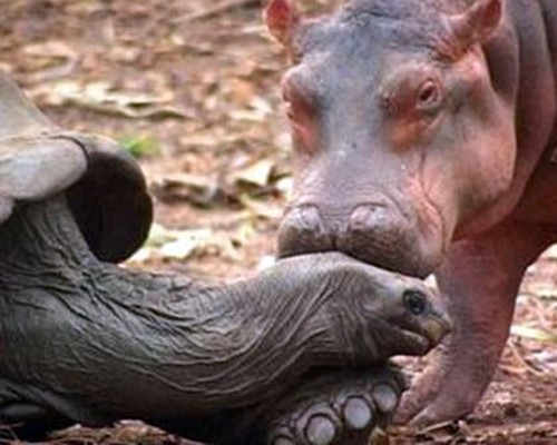 Unusual Animals friendships, Hippopotamous and Turtle