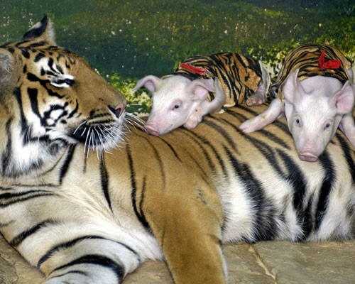 Pig and Tiger Friends