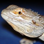 Information About Bearded Dragons, Pagona Genus