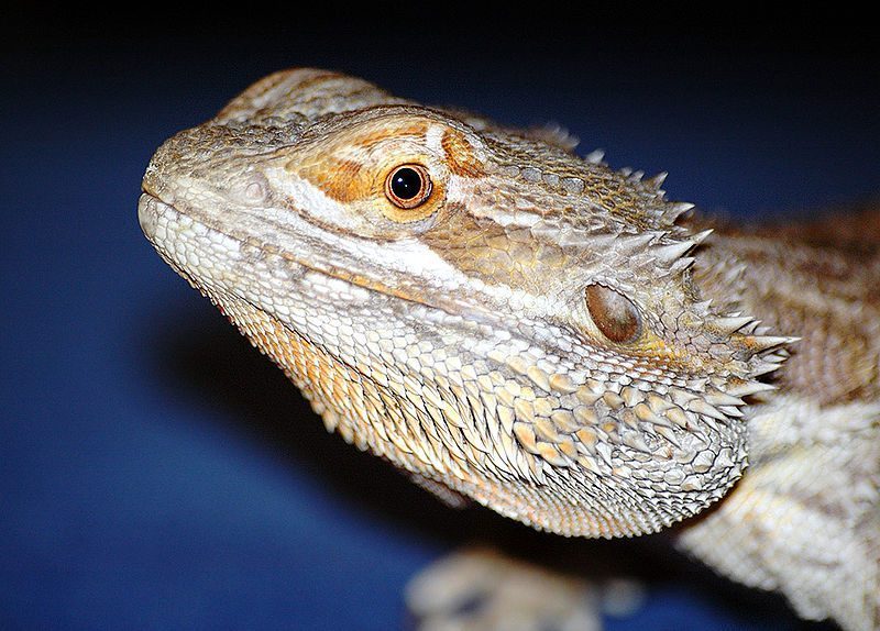 General Information about Bearded Dragons