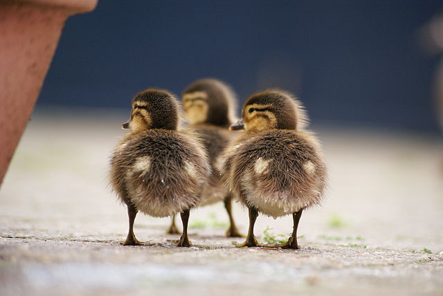 This video of ducklings climbing steps for first time to be with their mother is the cutest thing. Of course, the ducklings are successful