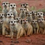 What is There to Know About Meerkats? | Meerkat Facts