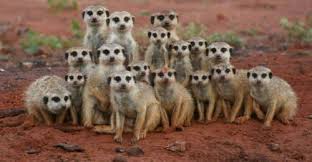 What-is-There-to-Know-About-Meerkats