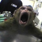 Animal Defenders International Expose Brutal Monkey Farm [GRAPHIC]