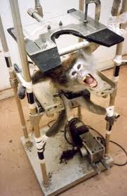Animal Defenders International Expose Brutal Monkey Farm