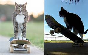 Didga, skateboarding cat HAPPY DOGS and a CAT at the Beach