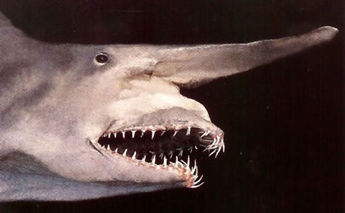 Rare Goblin Shark Caught