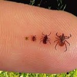 How to Safely Remove a Tick From a Dog, Cat or Even Yourself, EWW!