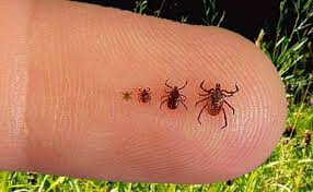 How to Safely Remove a Tick From a Dog
