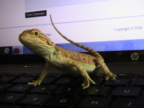 General Information about Bearded Dragons