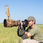 Meerkats Using Photographer to Get a Better View, How cute is that?