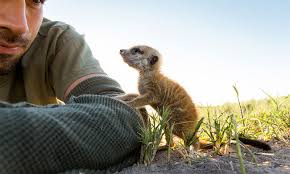 Meerkats Using Photographer to Get a Better View