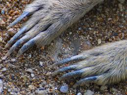 Meerkat Claws