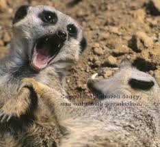 Meerkat Vocalization