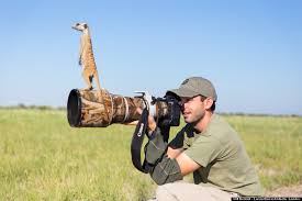 Meerkats Using Photographer to get a better view