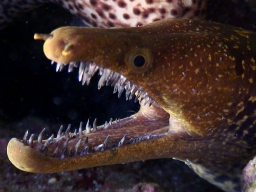 Diver Loses Thumb Feeding Moray Eels