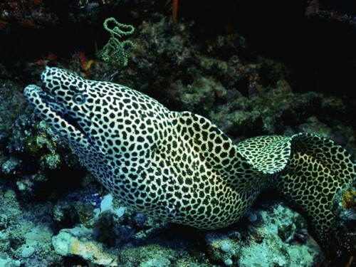 Diver Loses Thumb Feeding Moray Eels