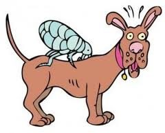 Natural Flea and Tick Control for Dogs and Cats That Really Works