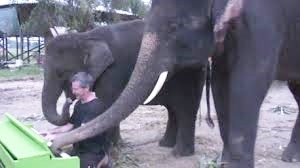 Peter the Elephant Plays Bar Blues Music Duet in Thailand