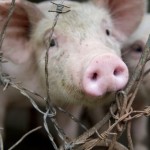 Slaughterhouse Poem : Not for the Weak at Heart