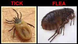 Ticks and Fleas