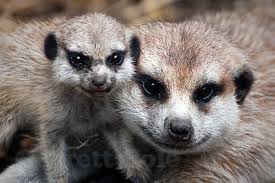 What is There to Know About Meerkats