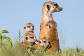 Meerkat group