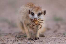 Meerkat Diet