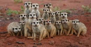 What is there to know about Meerkats