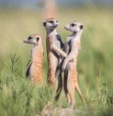 What is There to Know About Meerkats