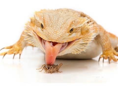Bearded Dragon Eating a Cricket