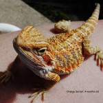 Bearded Dragon FAQ : How to Keep Your Pet Lizard Healthy