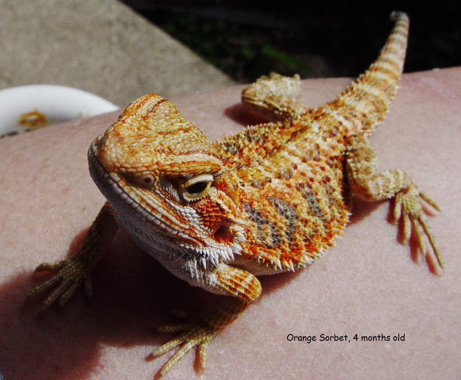 Bearded Dragon FAQ Sheet