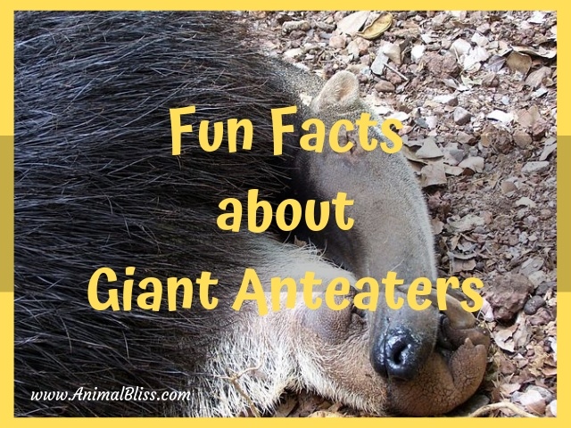 Fun Facts About Giant Anteaters