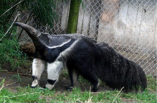 fun facts about Giant Anteaters