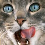 New Friskies Cat Food Commercial New Friskies Cat Food Commercial