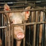Pigs Suffer and Die at Top Breeder, PETA Secretly Expose