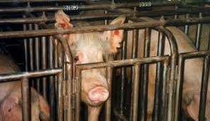 Pigs Suffer and Die at Top Breeder, PETA Secretly Expose