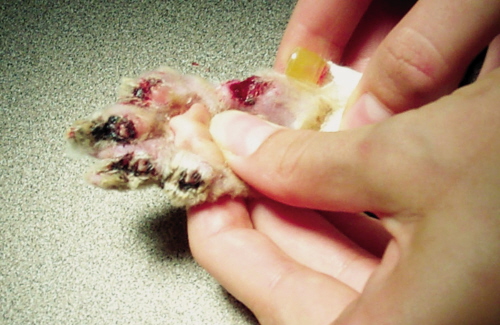 Reasons Why You Should Never Declaw Your Cat