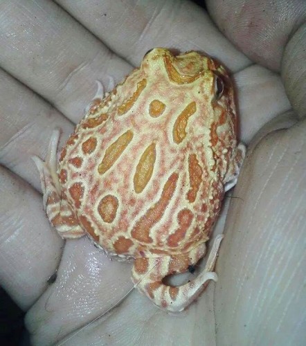 South American Horned Frog, Strawberry Pineapple, Emily Rejean Marquis - https://www.animalbliss.com