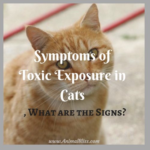 Learning to recognize the signs and symptoms of toxic exposure in cats may mean the difference between life and death of your feline companion.