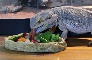 Bearded Dragon Salad